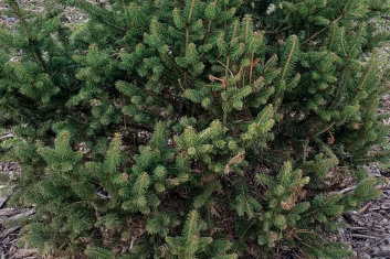 Picea abies Clanbrassiliana Stricta