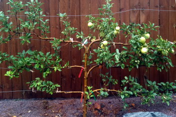 Malus pumila Apple espalier six varieties