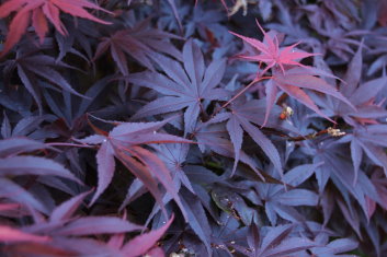 Acer palmatum Pixie