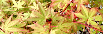 Acer palmatum Sara D