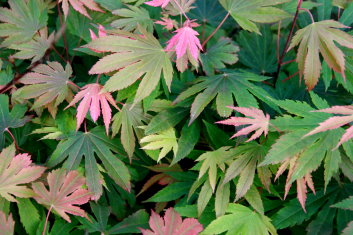 Acer palmatum Ki setsude