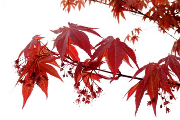 Acer palmatum Scarlet Wonder / Red Wonder