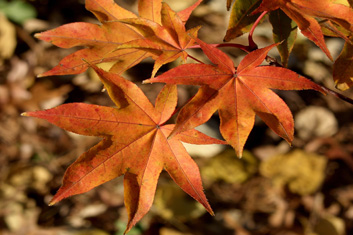 Acer palmatum Tana