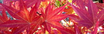 Acer palmatum The Bishop