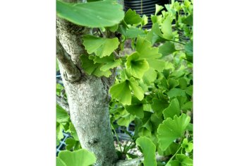 Ginkgo biloba Magyar