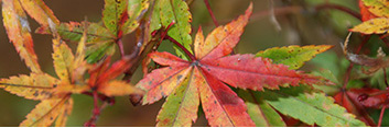 Acer palmatum Ueno Yama