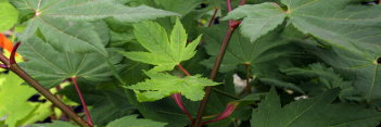 Acer circinatum Pacific Purple