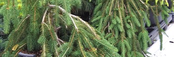 z Conifer Picea abies Cobra