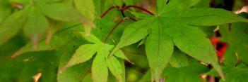 Acer palmatum Korean Gem