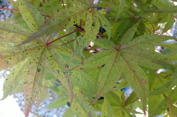 Acer palmatum Geisha