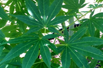 Acer palmatum Peridot Flame