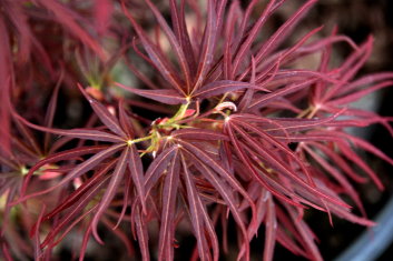 Acer palmatum Red Falcon