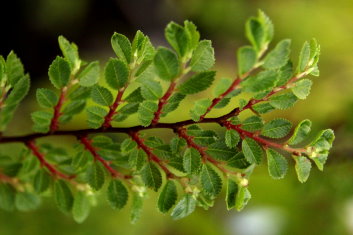 Ulmus parvifolia Seiju