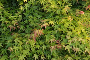 Acer palmatum Tama hime