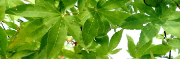 Acer palmatum Hondoshi