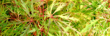 Acer palmatum Baldsmith