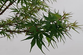 Acer palmatum Ao Midori