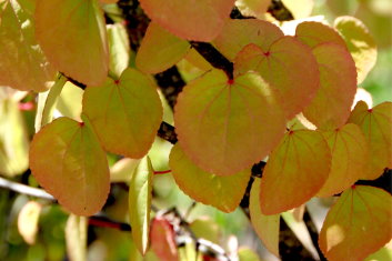 Cercidiphyllum japonicum Pendula
