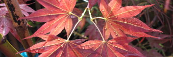 Acer palmatum Umegae