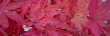 Acer palmatum Wakehurst Pink