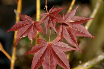 Acer palmatum Nanase gawa