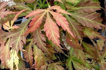 Acer palmatum Royal Burgundy