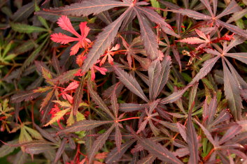 Acer palmatum Anna's Broom