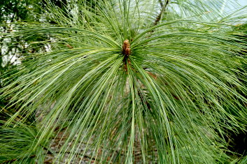 Pinus wallichiana Zebrina