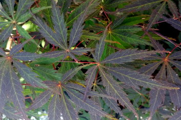 Acer palmatum Red Saber