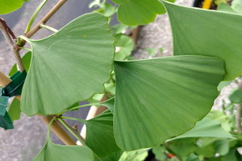 Ginkgo biloba Tremonia