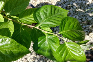 Styrax japonicus Emerald Pagoda