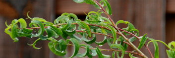 z Salix babylonica Crispa ( ring leaf weeping willow)