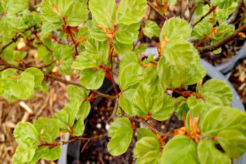 Fagus sylvatica Elf