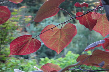 Cercis canadensis Merlot