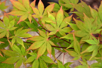 Acer palmatum Red Rocket