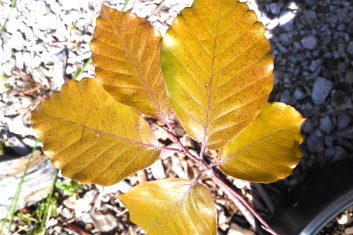 Fagus sylvatica Tortousa