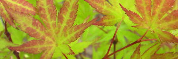 Acer palmatum Iro iro