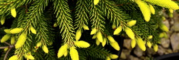 z Conifer Picea orientalis Skylands