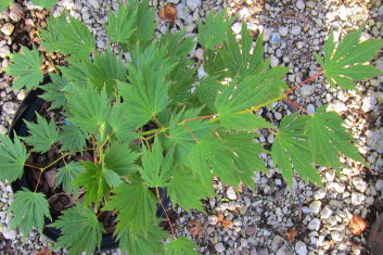 Acer palmatum Atropurpureum