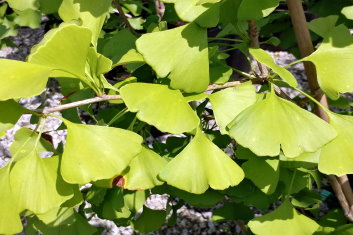 Ginkgo biloba Elmwood Fastigiate AKA Elmwood Upright