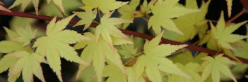 Acer palmatum Akane