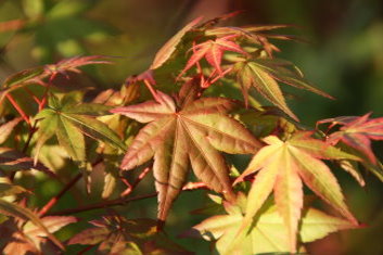 Acer palmatum Otome zakura