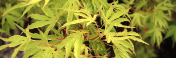 Acer palmatum Dr. Seuss