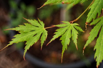 Acer pseudosieboldianum Arctic Jade