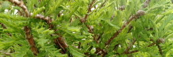 z Conifer Taxodium distichum Cody's Feathers