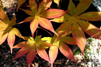 Acer palmatum Ichigyoji