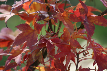 Acer palmatum Sekka yatsubusa