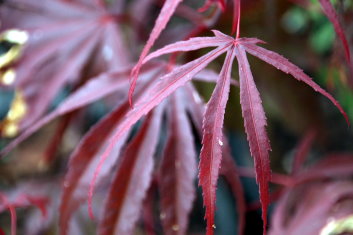 Acer palmatum Peve Dave