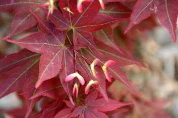 Japanese maple star ruby Acer palmatum
