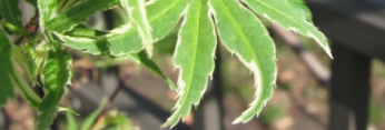 Acer palmatum Matsugae